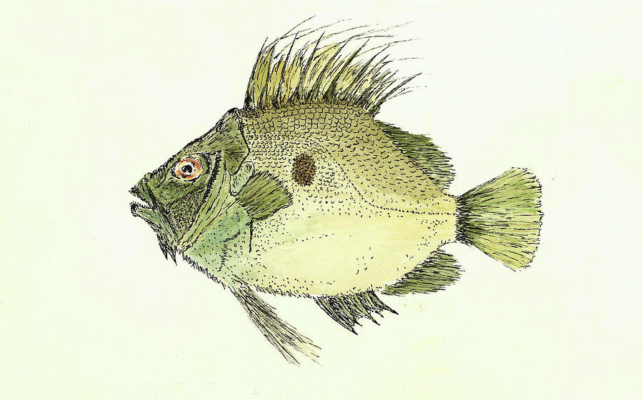 John Dory Fish Painting