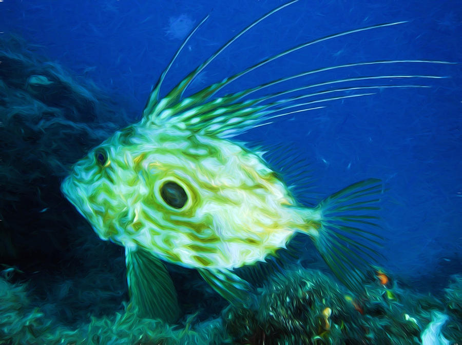 John Dory Fish Digital Art by Roy Pedersen