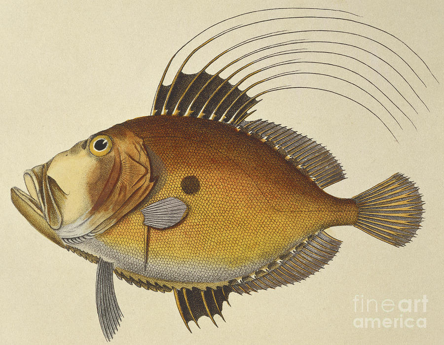 John Dory Drawing by French School