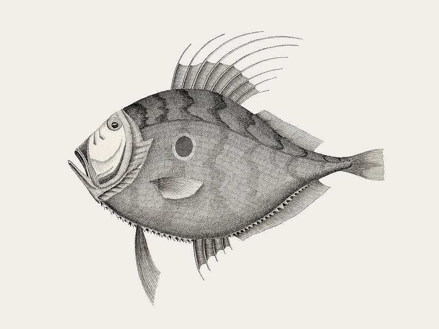 Fish Drawing - John Dory Zeus faber  by Jeno Futo