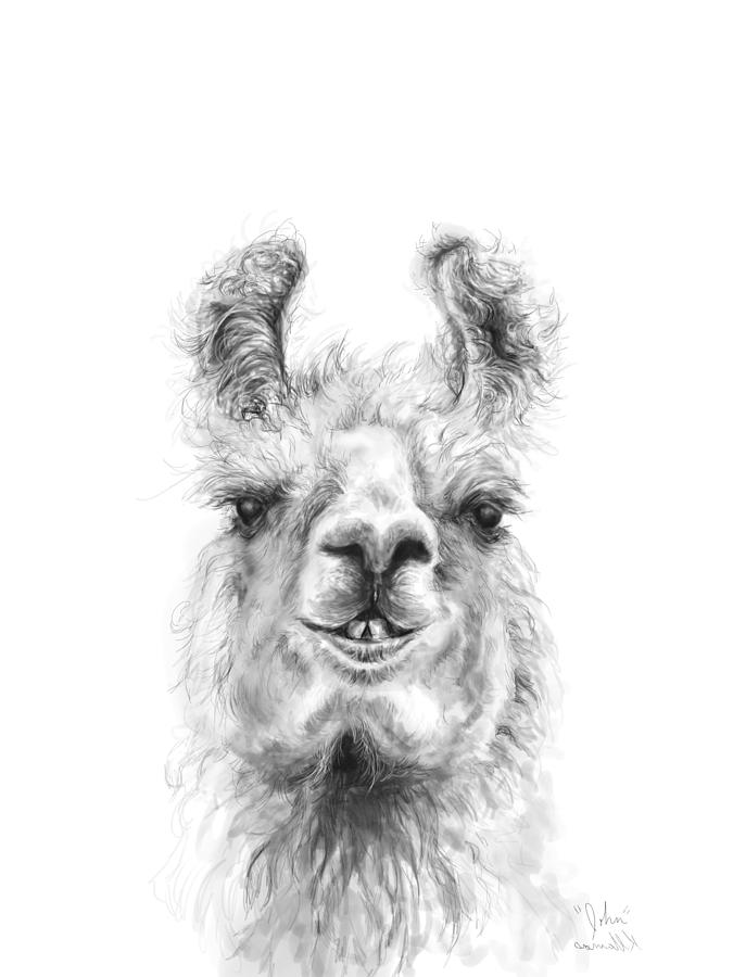 Llama Drawing - John by Kristin Llamas