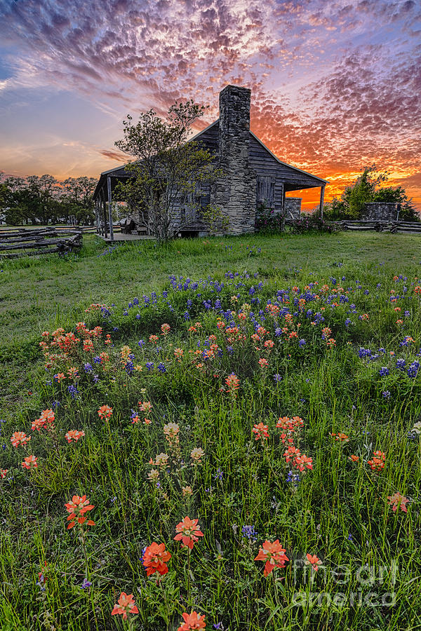 Sunset Photograph - John P Coles Cabin and Spring Wildflowers at Independence - Old Baylor Park Brenham Texas by Silvio Ligutti