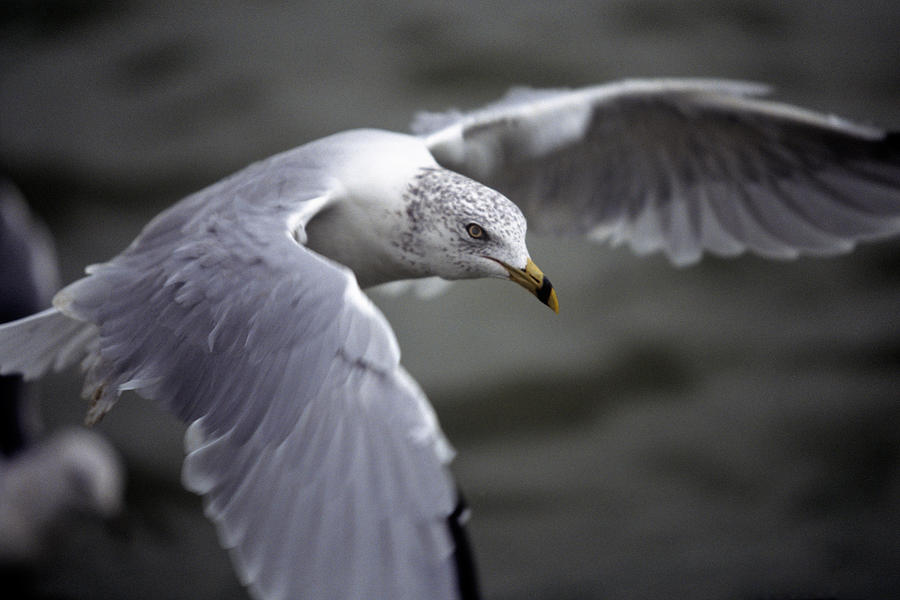 Johnathan Livingston Seagull Photograph by John Harmon