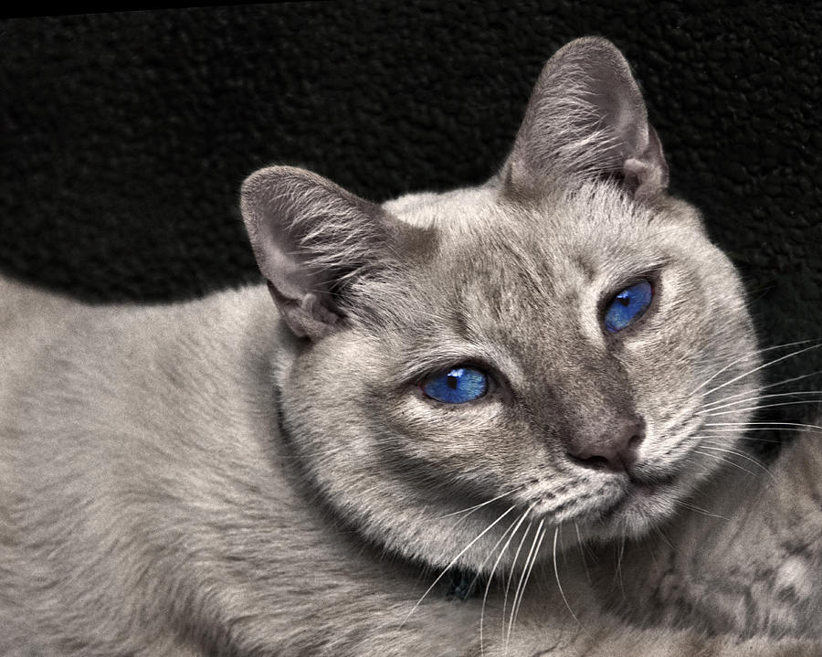 Johnny Blue Eyes - Cat Handsome Photograph by Mitch Spence