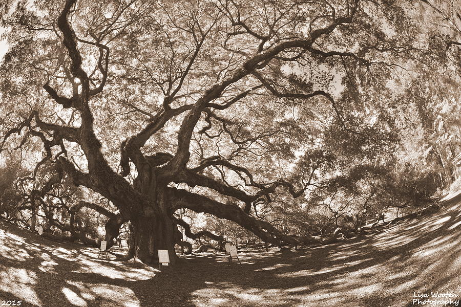 Johns Island Angel Oak Sepia Photograph by Lisa Wooten