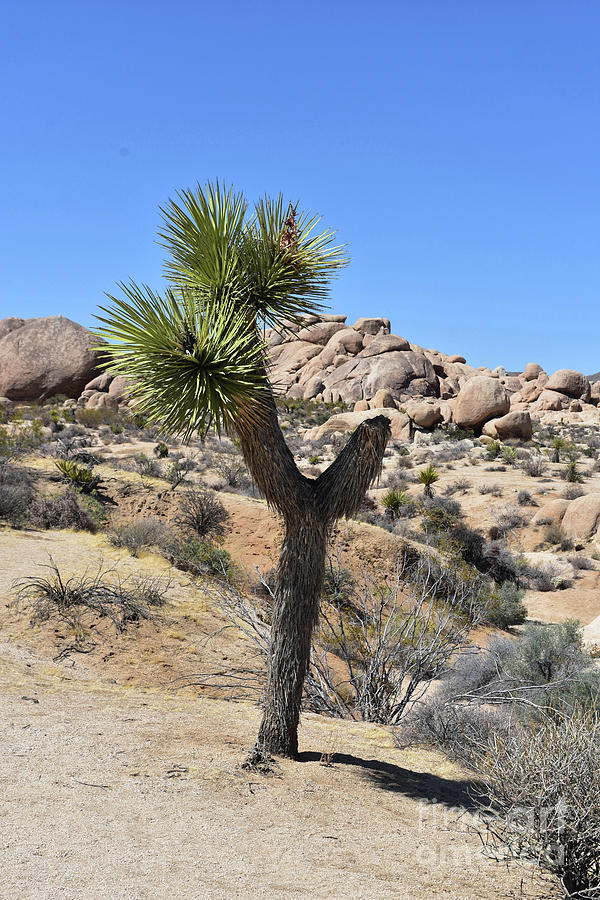 Johsua Tree Growing in the Mojave Desert California Photograph by