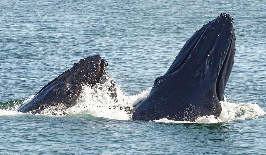Join Me For Lunch? -- Humpback Whales at Avila Beach, California Photograph by Darin Volpe