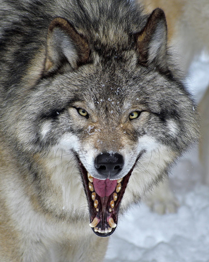 Wolves Photograph - Joker by Tony Beck