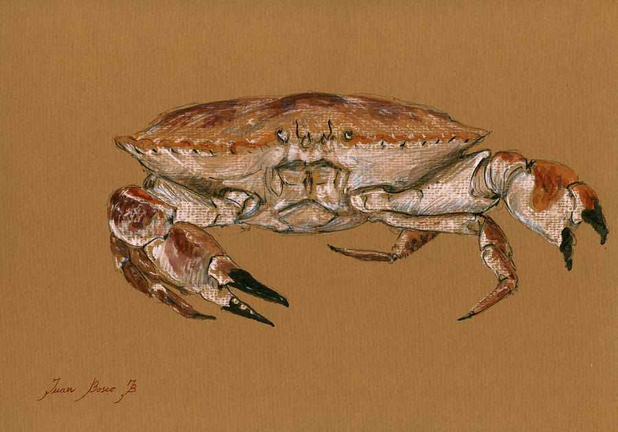 Blue Crab Painting - Jonah Crab by Juan  Bosco
