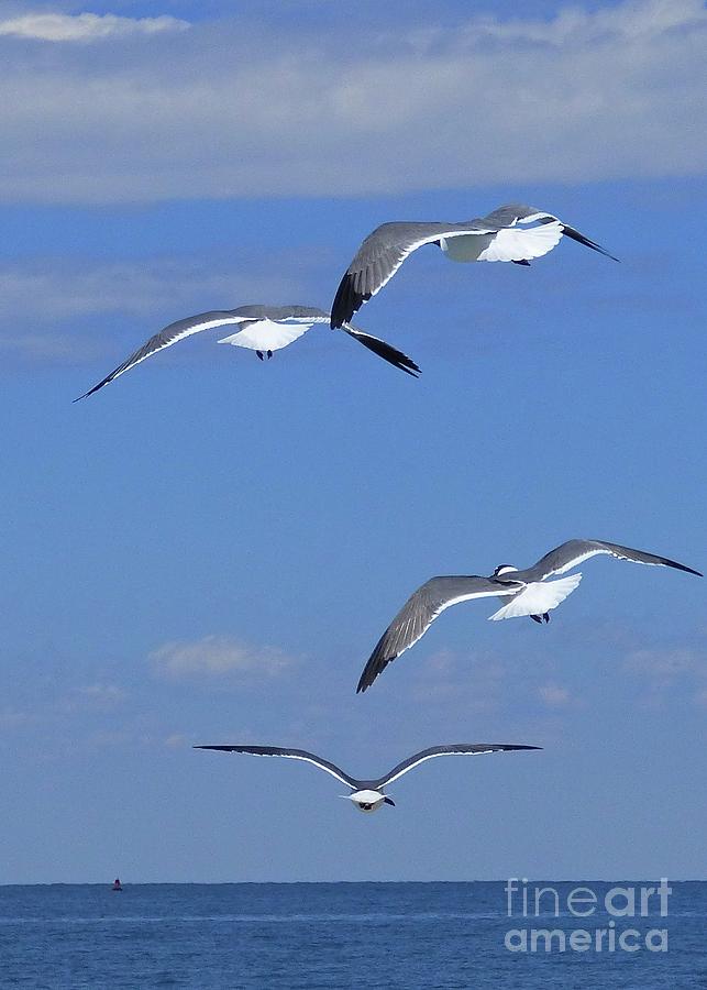 Jonathan Livingston Seagull and Friends Photograph by Jean Wright