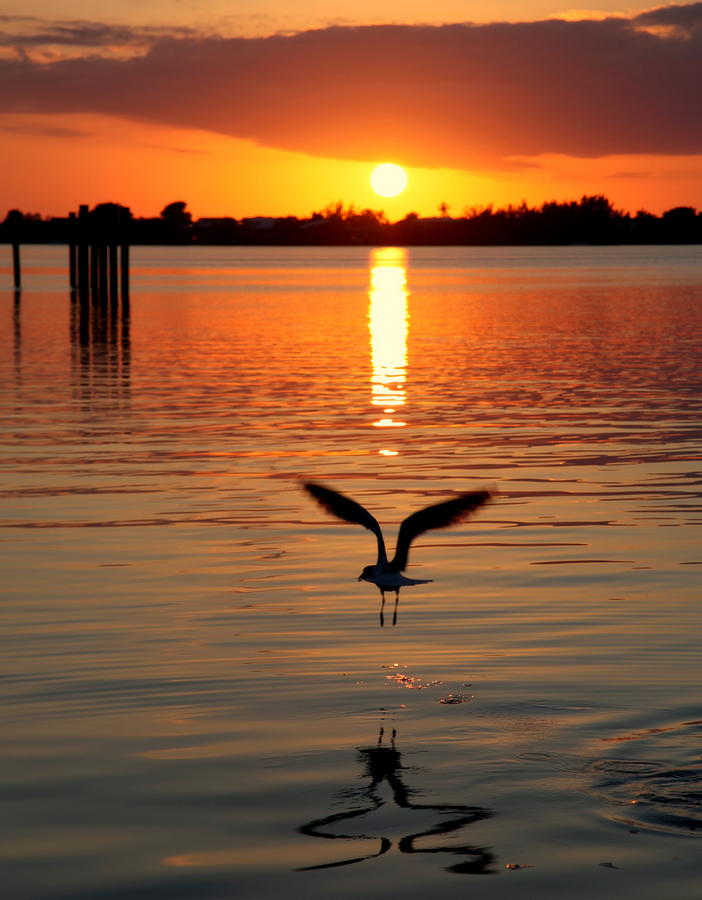 Seagull Photograph - Jonathan Livingston Seagull by Karen Wiles