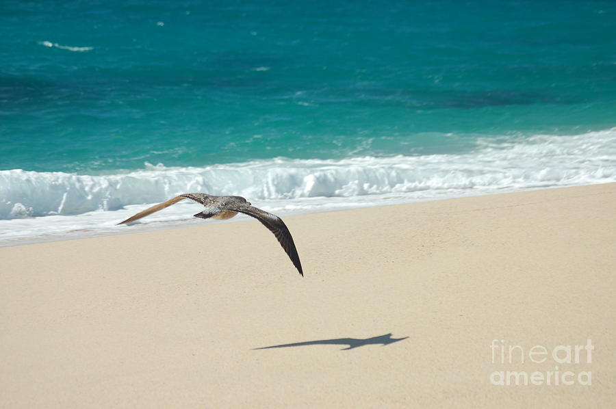 Beach Photograph - Jonathans Shadow by Kristine Patti Fine Art Photography