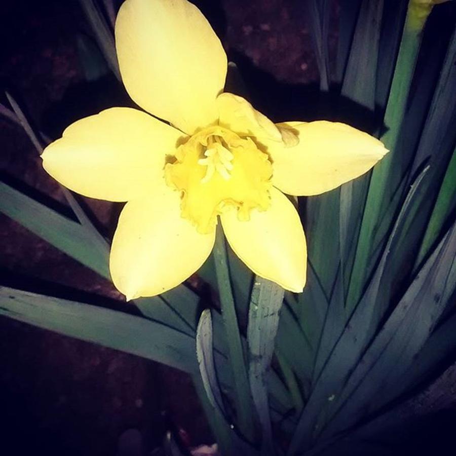 Flowers Still Life Photograph - Jonquil At Night. #daffodil by Genevieve Esson
