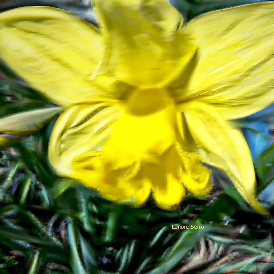 Jonquil for My Mother Photograph by Lenore Senior