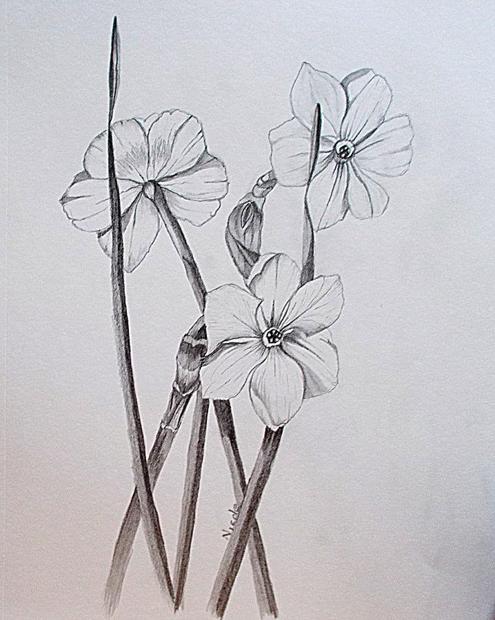 Jonquil Sketch Drawing by Nicole Curreri