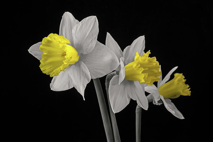 Jonquils Photograph by Don Spenner