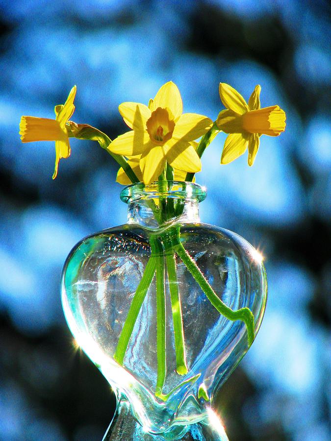 Jonquils In The Sun Photograph by Angela Davies