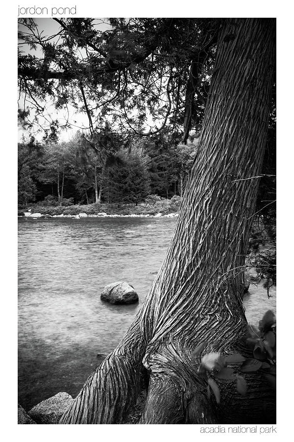 Jordan Pond Tree Photograph by Brian Caldwell