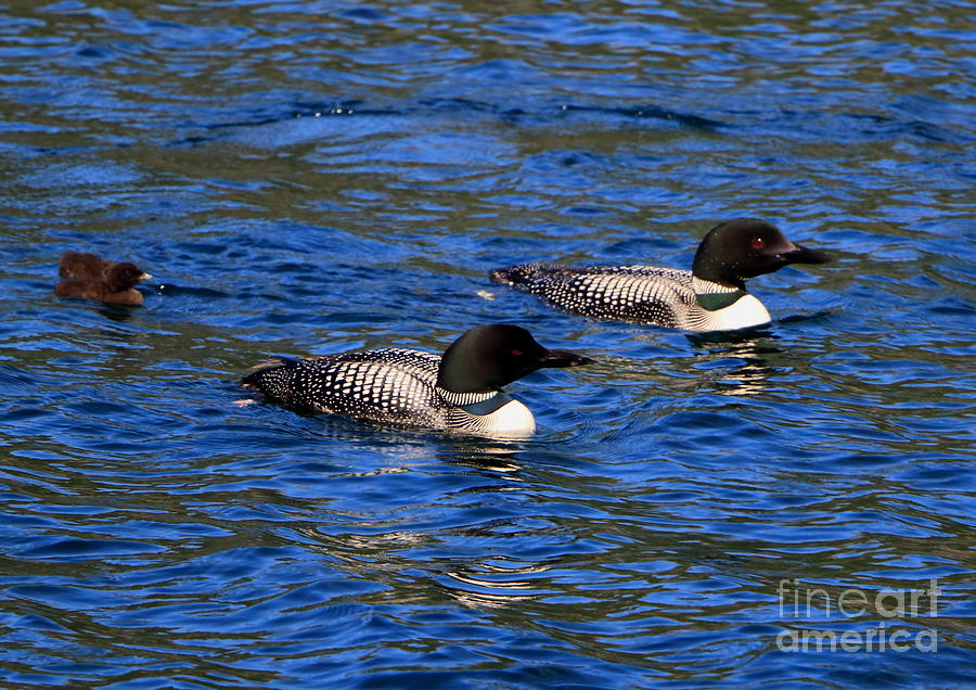 Jordan Ponds Loon Family Photograph by Elizabeth Dow