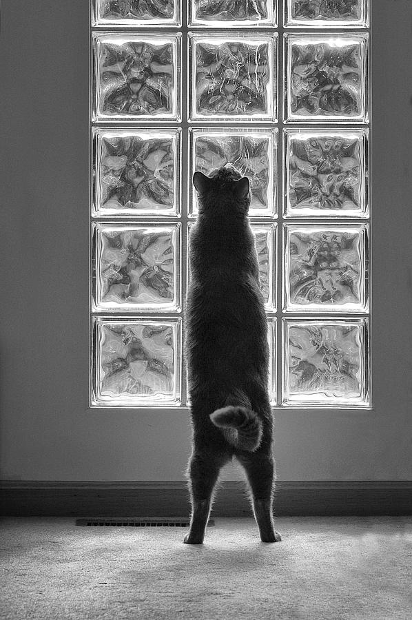 Joseph At The Window Photograph by Dick Pratt