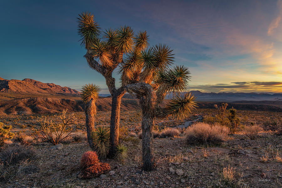 Nature Photograph - Joshua Sunset Nevada by Leland D Howard