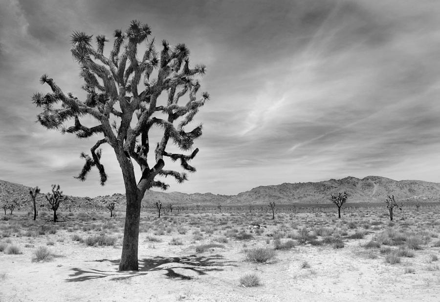 Joshua Tree #700 Photograph by Nathan Abbott