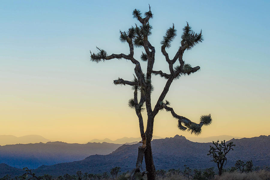 Joshua Tree by Amanda Rimmer Joshua Tree by Amanda Rimmer