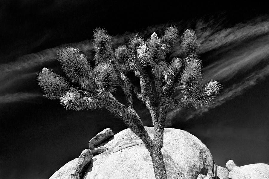 Joshua Tree National Park Photograph - Joshua Tree and Boulders in Black and White at Joshua Tree National Park by Randall Nyhof