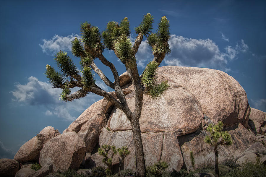 Joshua Tree and Boulders in Joshua Tree National Park Photograph by Randall Nyhof
