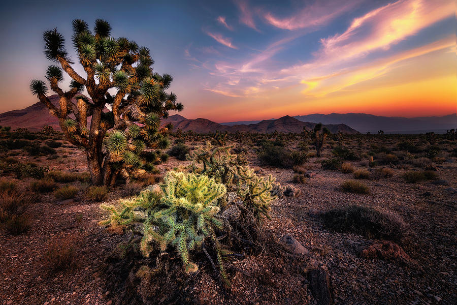 Joshua Tree and Cactus at Sunset Photograph by Michael Ash