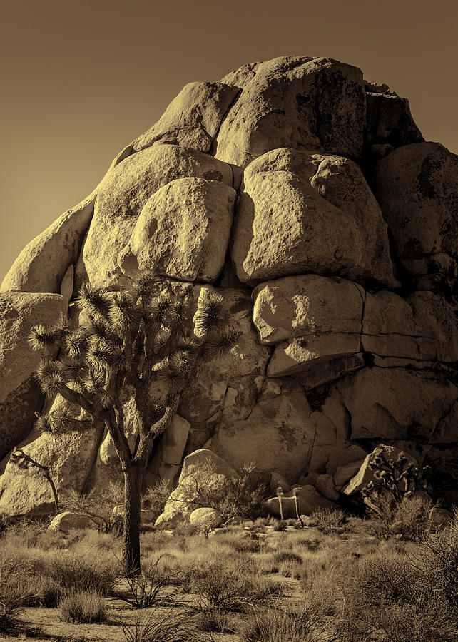 Joshua Tree and Rock Pile - Sepia Photograph by Stephen Stookey