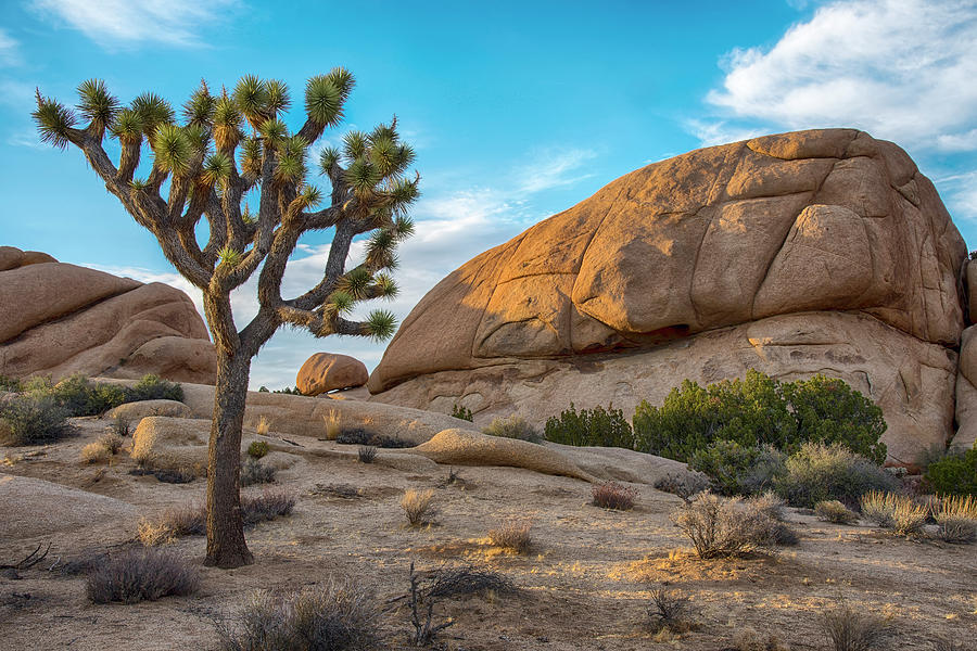 Joshua Tree and Rocks at Sunset Photograph by Dave Dilli
