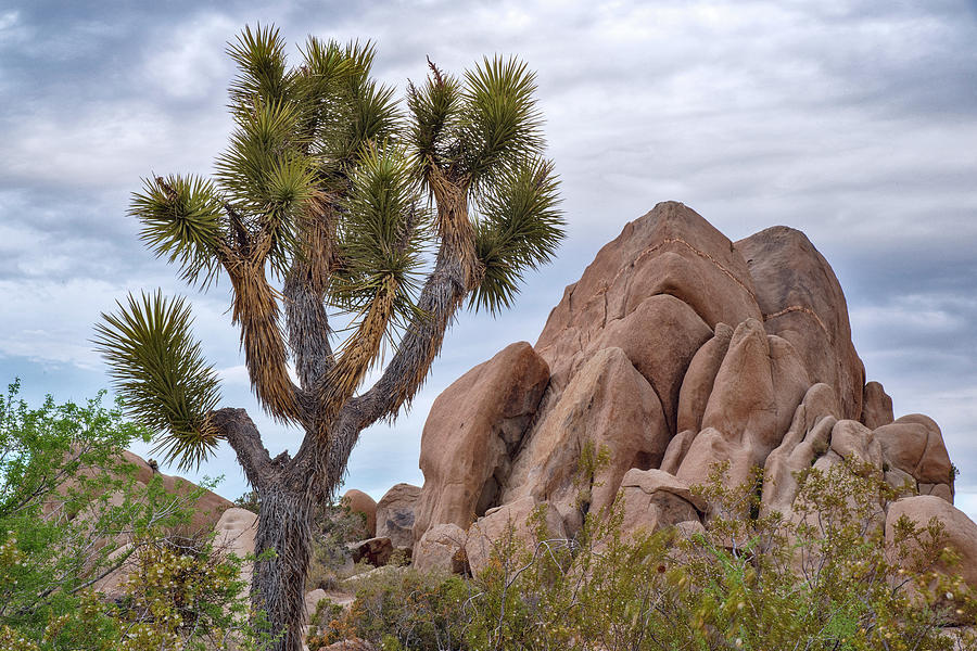 Joshua Tree and Rocks Photograph by Dave Dilli