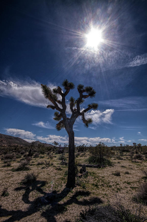 Joshua Tree and Sunshine Photograph by Randall Nyhof