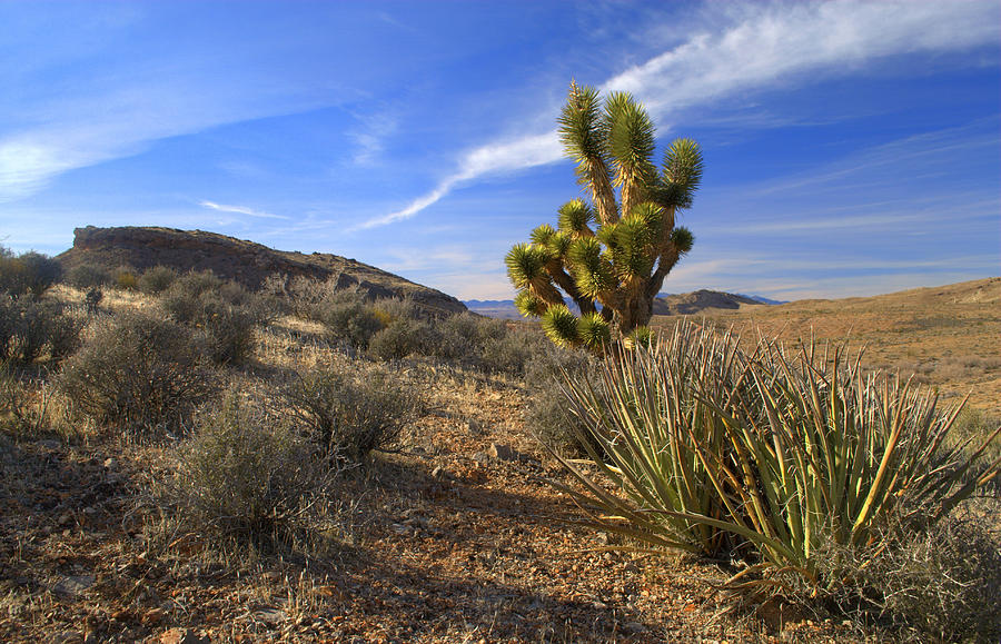 Joshua Tree and Yuccas Photograph by Nathan Abbott