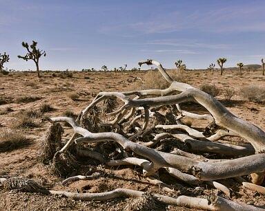Joshua Tree Photograph - Joshua Tree at The Tip by Steven Howes
