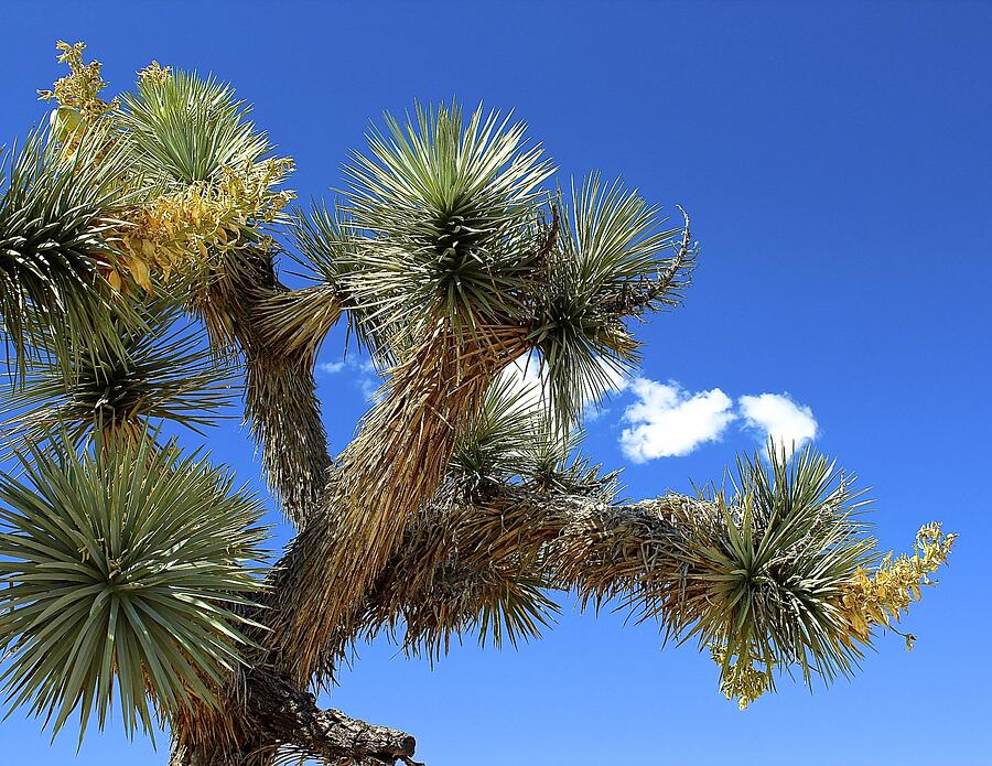 Joshua Tree Photograph by Barbara Zahno | Fine Art America