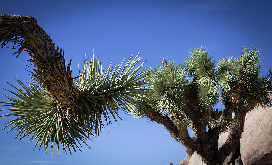 Joshua Tree Branches Photograph by Elaine Webster