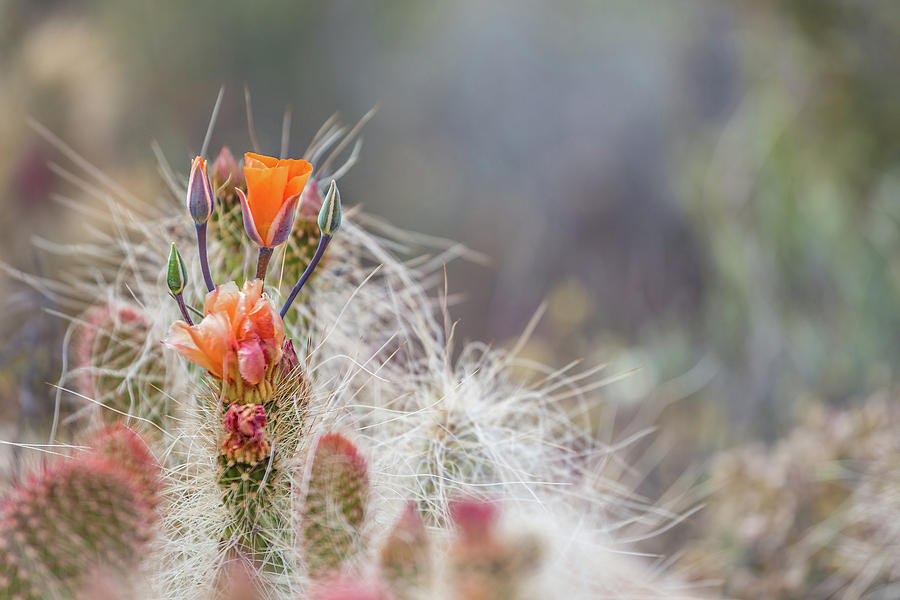 Joshua Tree Cactus and Flower Photograph by Peter Tellone