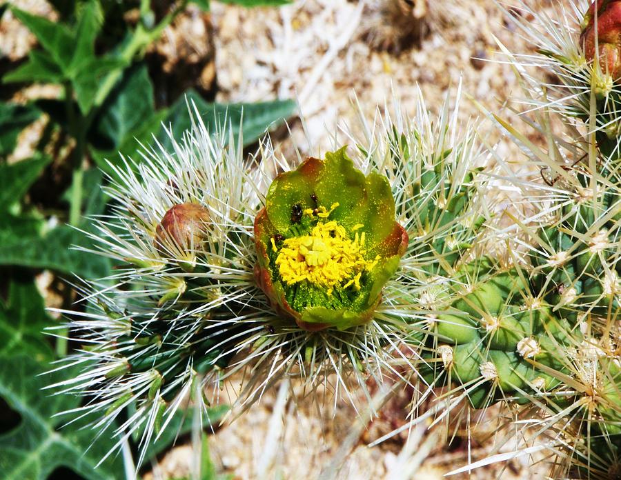 Joshua Tree Cactus Bloom II Photograph by Daniele Smith