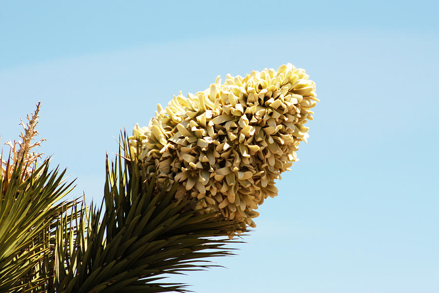 Desert Photograph - Joshua Tree Cone by Gravityx9 Designs