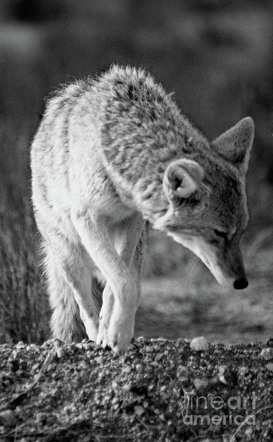 Joshua Tree Coyote Photograph by Ron Long