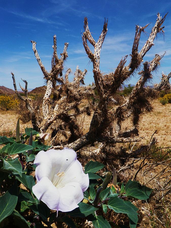 Joshua Tree Desert Bloom Photograph by Daniele Smith