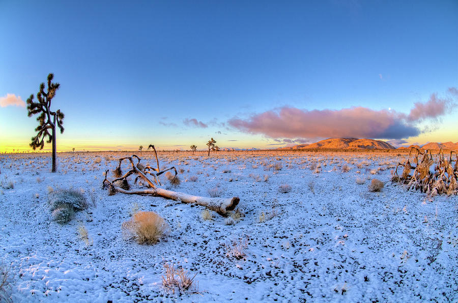 Joshua Tree Desert Sunrise In Snow Photograph by Connie Cooper-Edwards