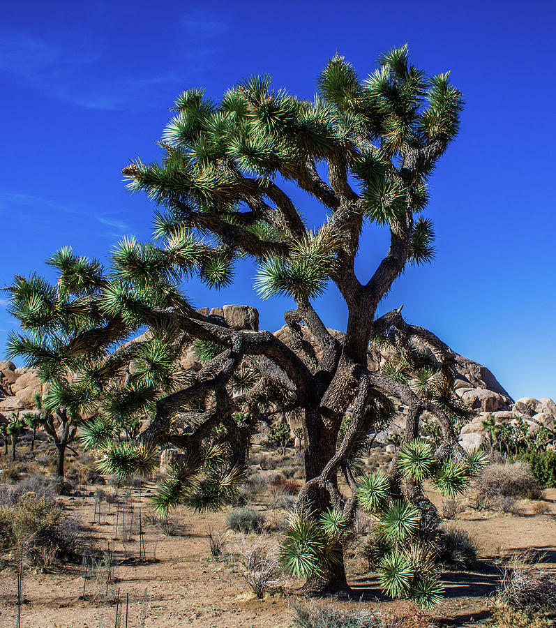 Joshua Tree Photograph by Elaine Webster