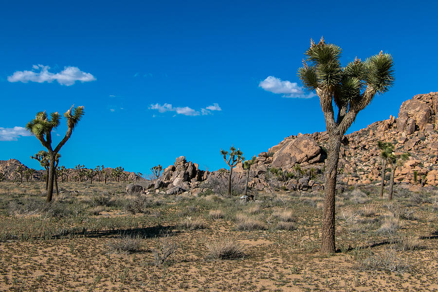 Joshua Tree Field Photograph by Mitchell Christopher - Fine Art America