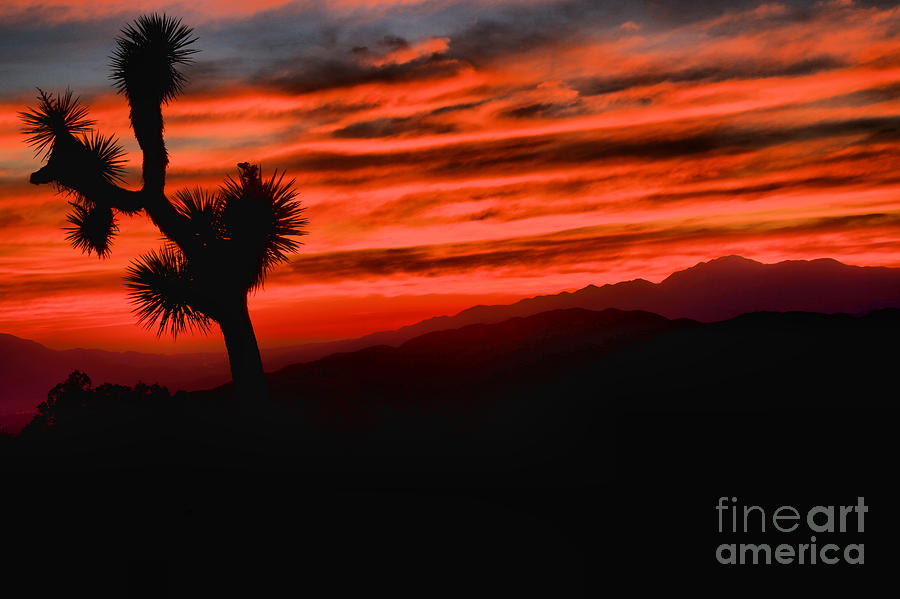Joshua Tree Fiery Sunset Photograph by Adam Jewell