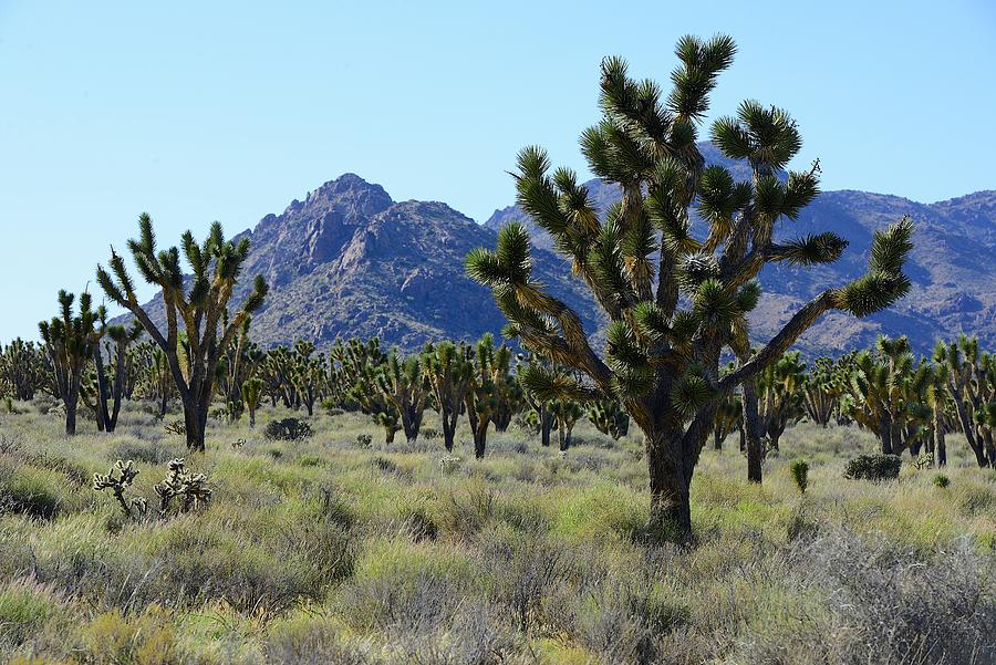 Joshua Tree Forest #1 Photograph by Clyn Robinson