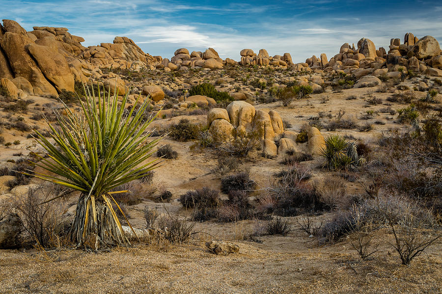 Joshua Tree Photograph by Gary Migues
