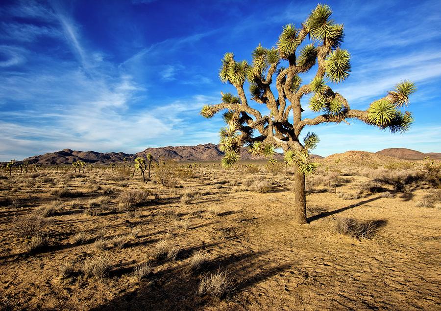 Joshua Tree by Geoff Coleman Joshua Tree by Geoff Coleman
